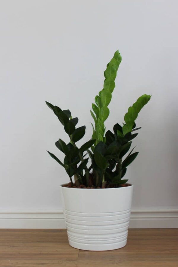 Green Papuma - Image 2