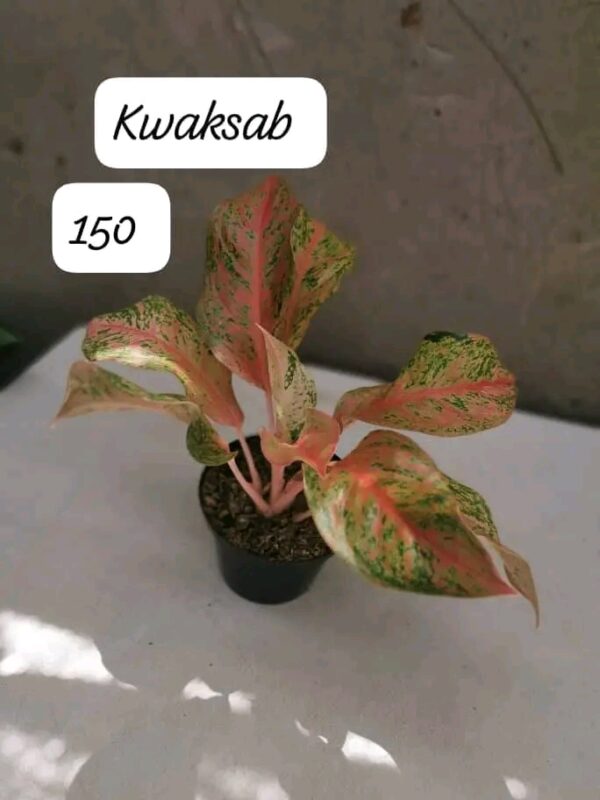 Kwaksab