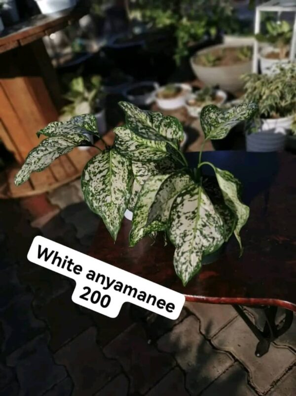 White Anyamanee