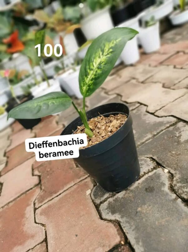 Dieffenbachia Beramee