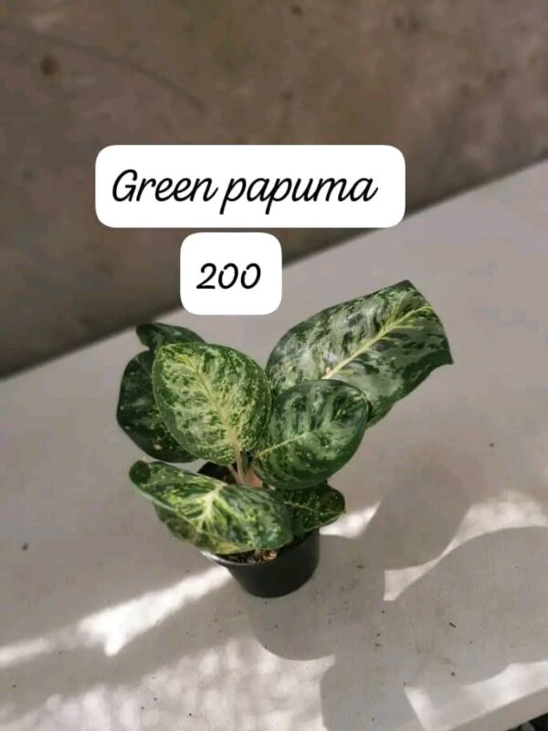 Green Papuma