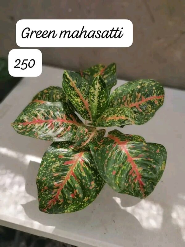Green Mahasatti