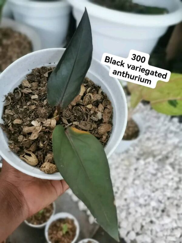 Black Variegated